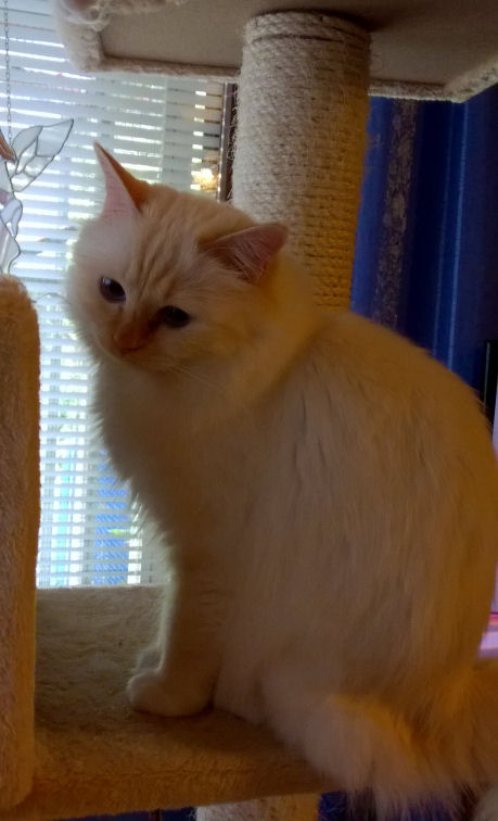 Chirybiry's Lady-Laili